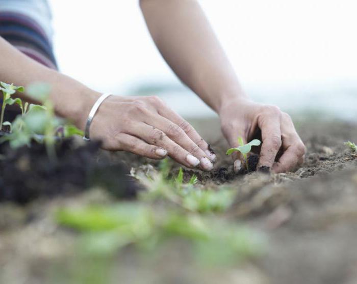 The formation of life values