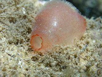 biological regression