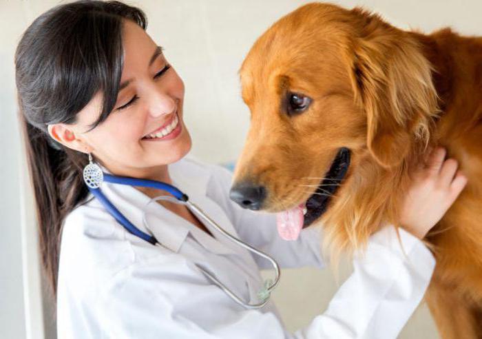 Veterinary pharmacies in NEAD (Moscow)