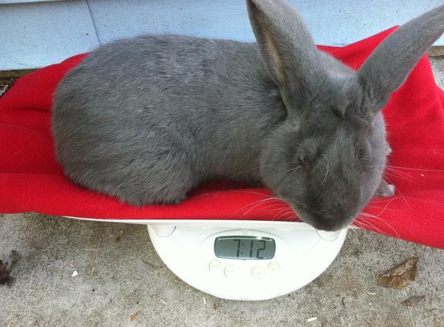 Improving the accounting of animals for growing fattening