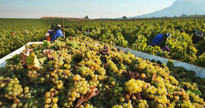 vermouth delasi reviews