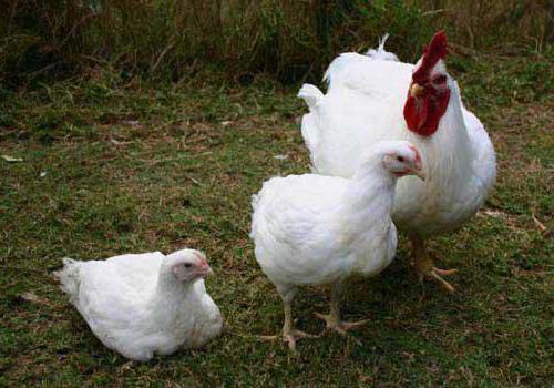 broiler chickens