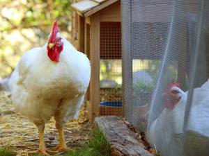 growing broilers at home