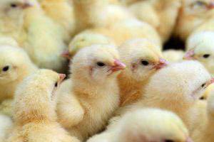 home broiler farming