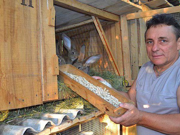 feed the rabbits with compound feed