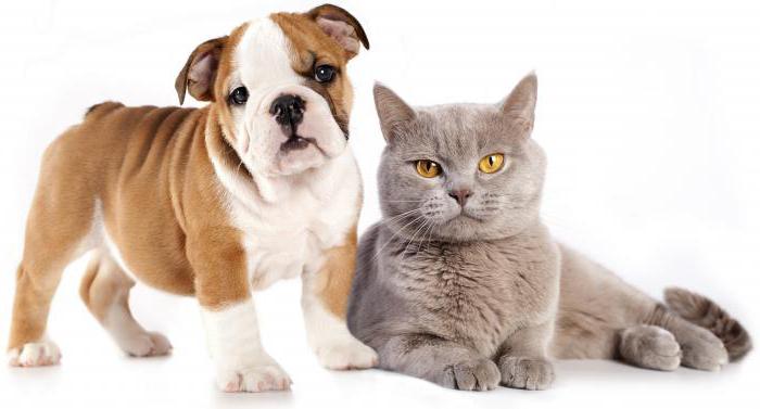 voluntary animal insurance