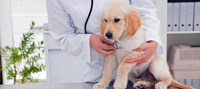 animal insurance rules