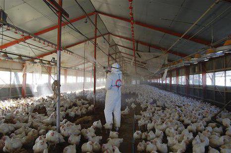 poultry house disinfection