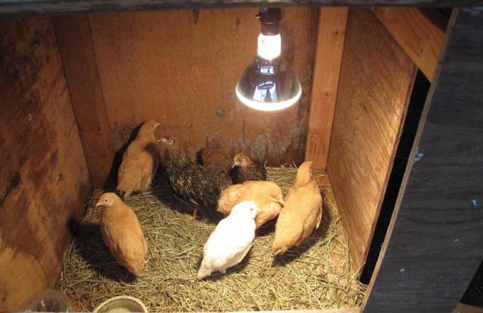 chicken house disinfection lamps