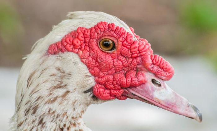 how much is sitting on the eggs