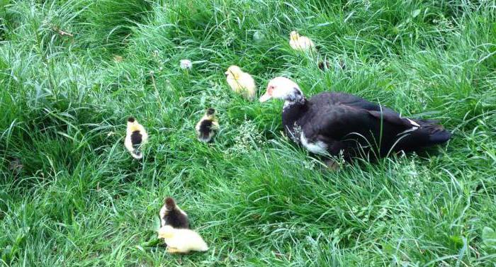 how much does an indochka sit on eggs