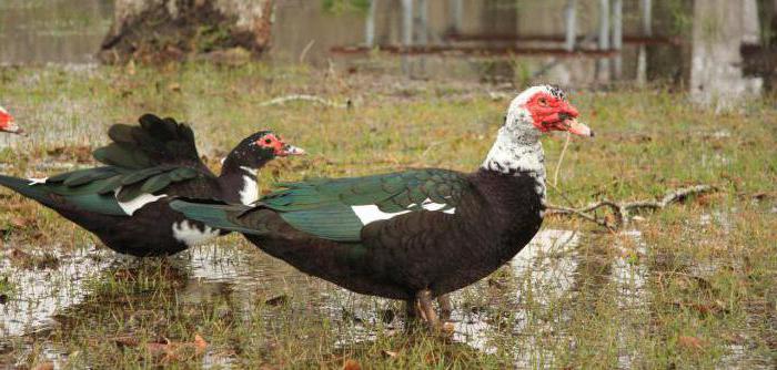 how many days does an indochka sit on eggs