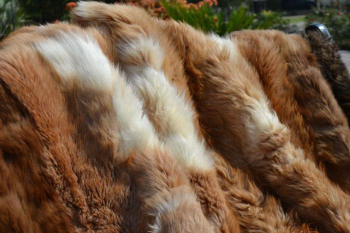 vicuna fur