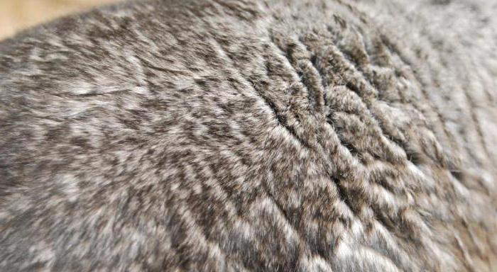 chinchilla fur