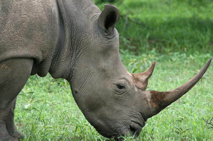 top 10 most expensive substances in the world