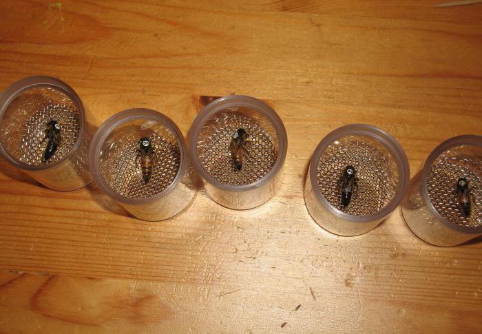 beekeeping for beginners where to start