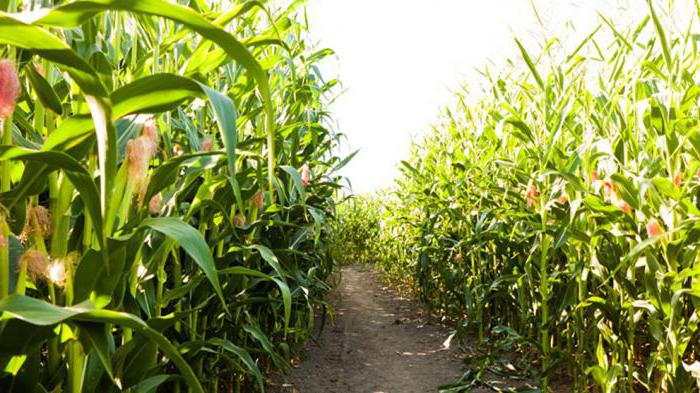 production in Moscow and the Moscow region