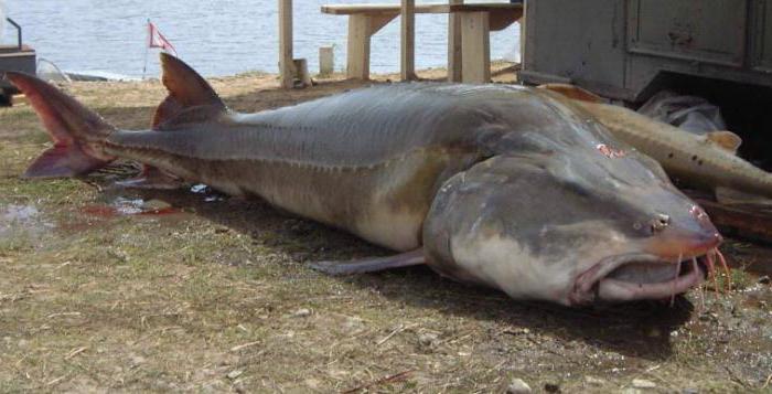 sturgeon fish photo
