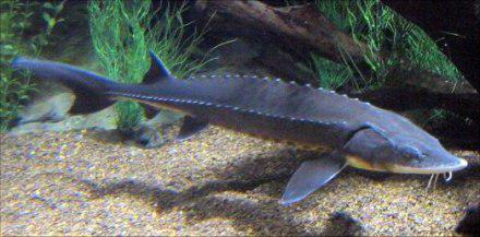 sturgeon species