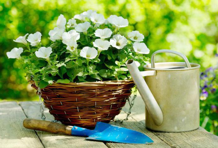 growing petunias at home