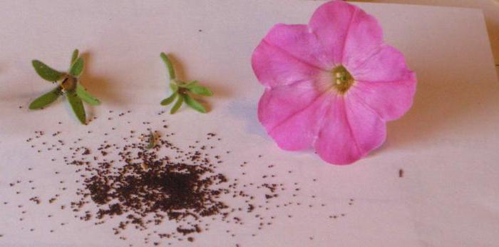 growing conditions for petunias