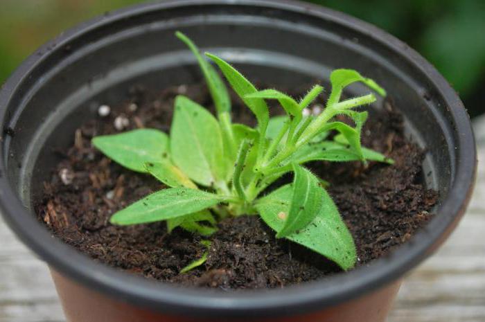 growing petunias in a greenhouse
