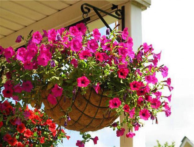 ampelous petunias growing