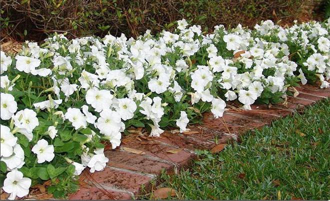 growing petunias from seeds