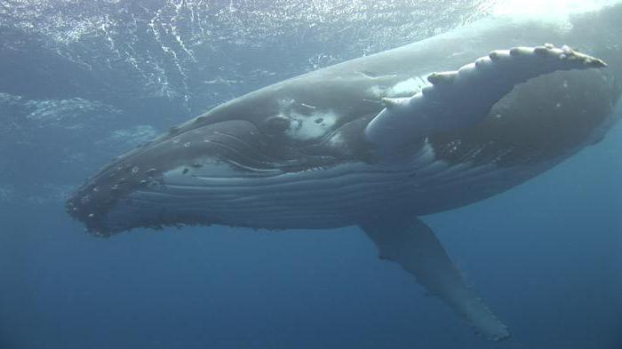 biological resources of the world