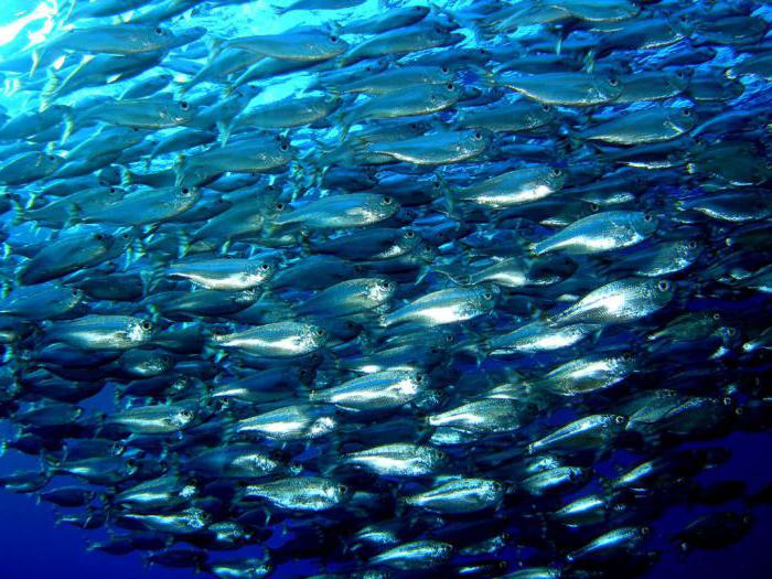 biological resources of the animal world