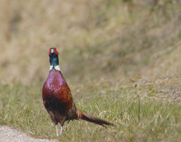 pheasants breeding at home than to feed