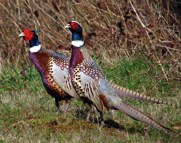 pheasants breeding and keeping at home breed