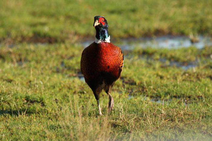 pheasants breeding and keeping at home care