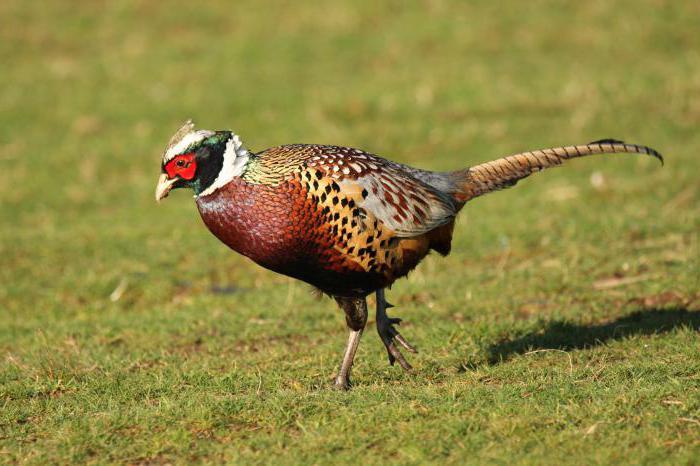 pheasants breeding and keeping at home sensitive