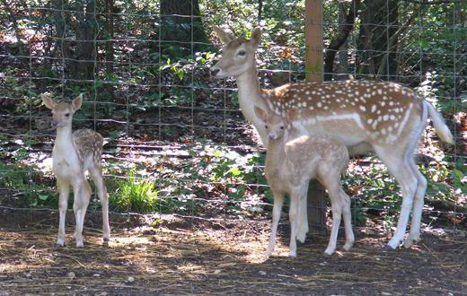 okvad animal husbandry