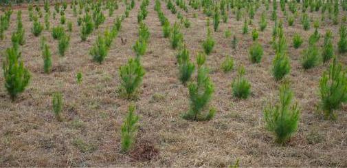 okvad vegetable growing