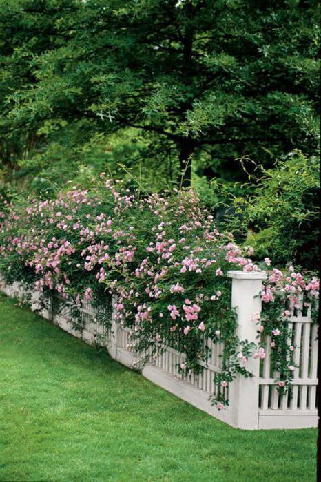 height and other rules and regulations for installing the fence