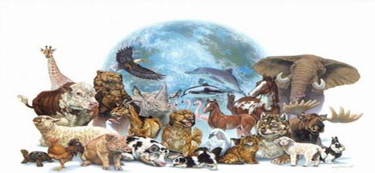 Law on the protection of animal rights in Russia