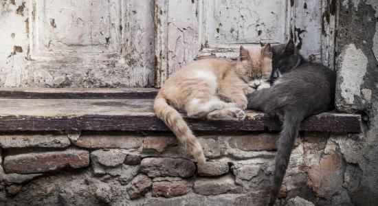 catching stray animals