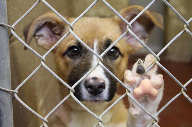 trapping and keeping stray animals