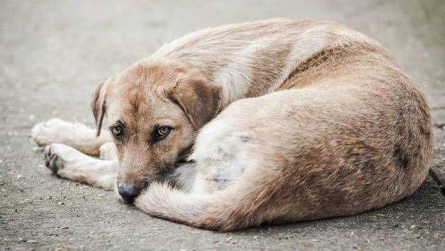 organizations for catching stray animals