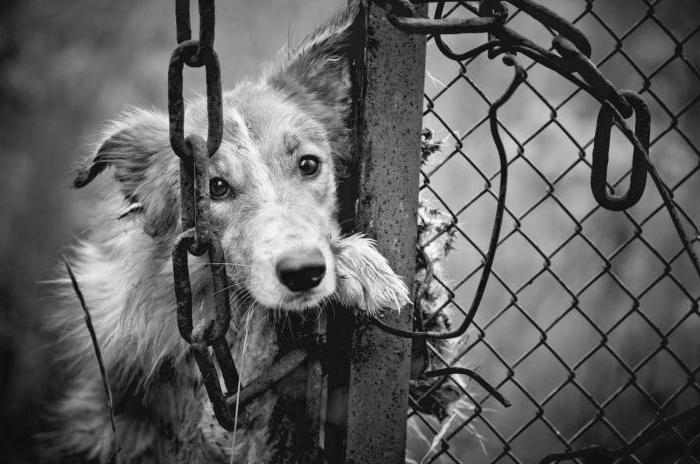 rules for catching stray animals