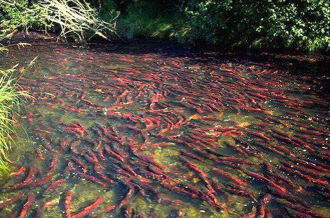 penalty for fishing spinning ban