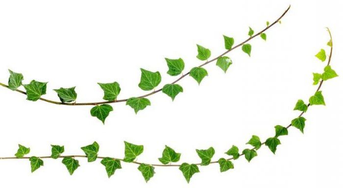 chemical classification of polymers