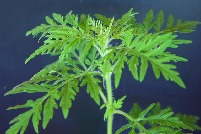 quarantine phytosanitary control