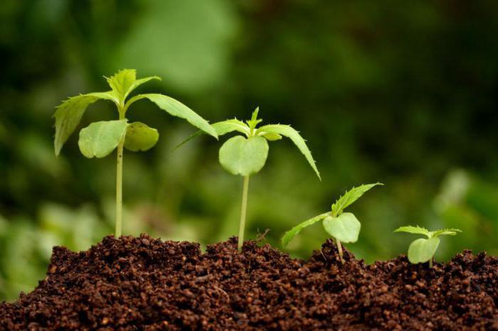 phytosanitary inspection