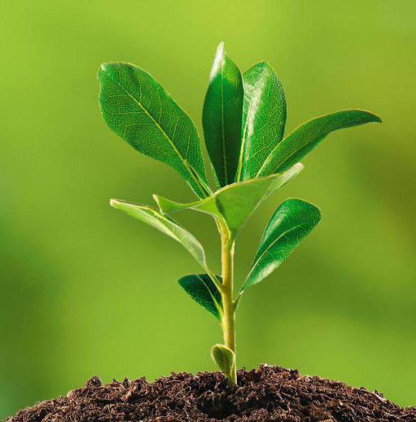 environmental assistant