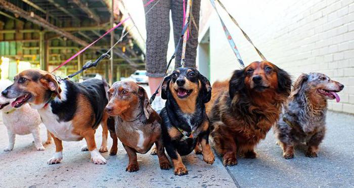 dog walking rules in the Moscow region