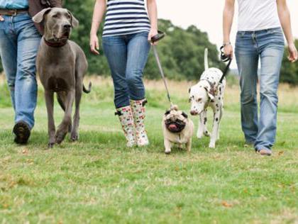 dog walking rules in the city law