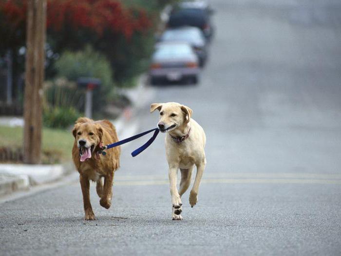 rules for walking dogs in the city, the law of the Russian Federation